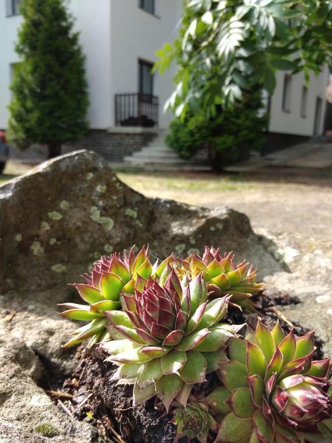玛塔弗瑞德Diana Panzio住宿加早餐旅馆 外观 照片